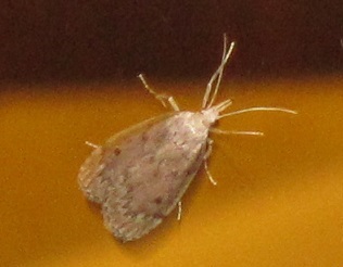 Aphomia sociella (Pyralidae)? S